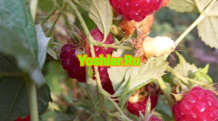 МАЛИНАНИНГ 6 ШИФОБАХШ ХУСУСИЯТИ